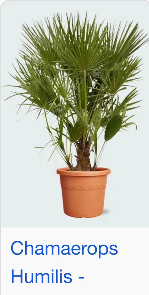 Chamaerops humiis palm 2 x  1.75cm, Ophalen, Bloeit niet, Overige soorten, Volle zon