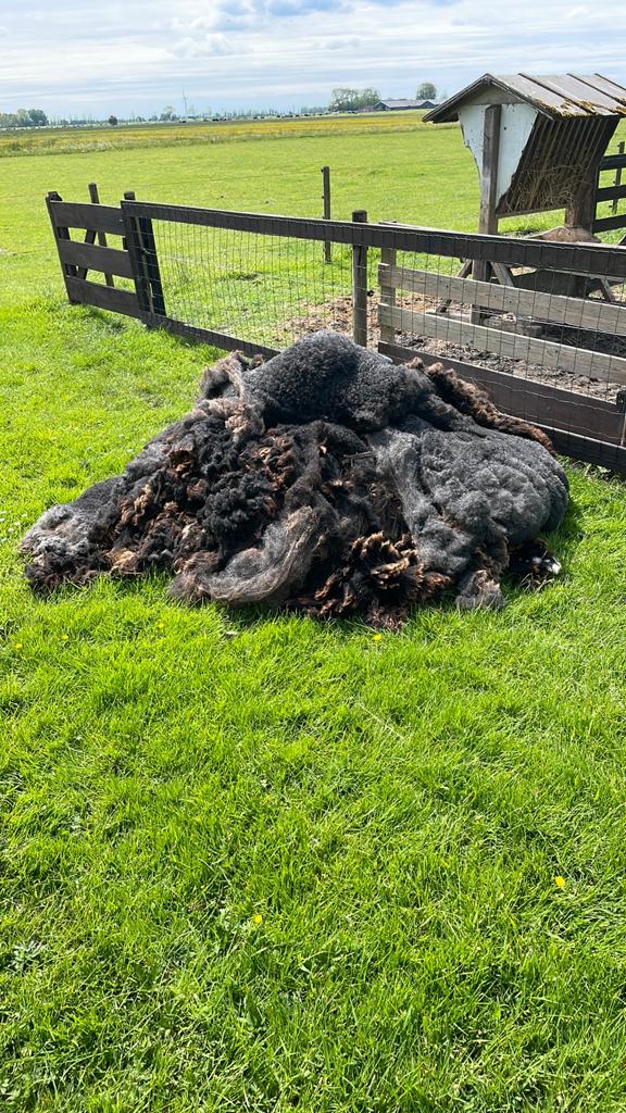 Gratis op te halen schapenvacht., Dieren en Toebehoren, Schaap