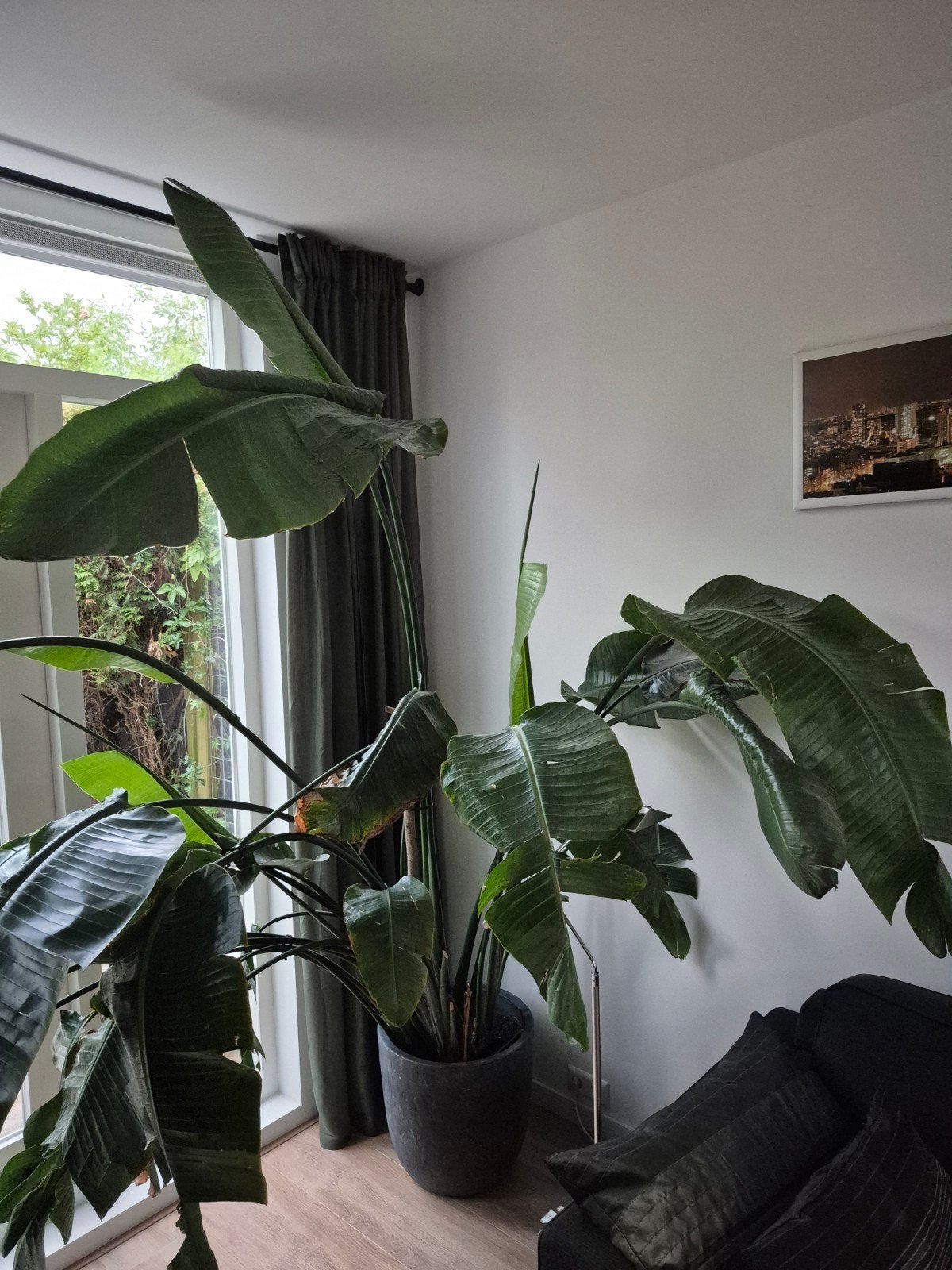 Grote Strelitzia Nicolai - Paradijsvogelplant, Huis en Inrichting, Kamerplanten, 200 cm of meer, Overige soorten, Ophalen of Verzenden