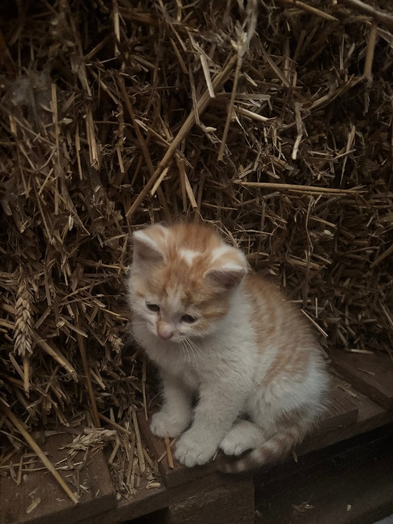 lieve boerderijkittens, Meerdere dieren, Ontwormd, 0 tot 2 jaar