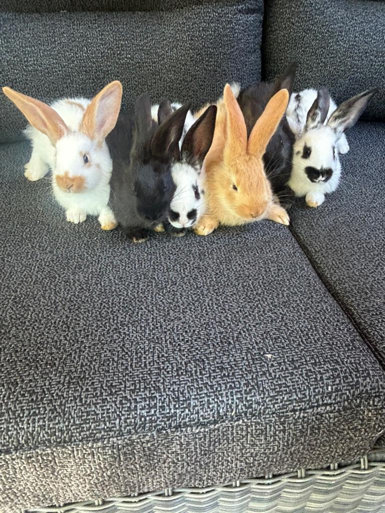 Konijnen te koop.   €15,00, Dieren en Toebehoren, Konijnen