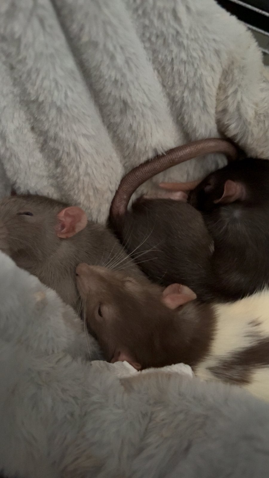 3 lieve ratjes zoeken met SPOED een nieuw huisje ️, Dieren en Toebehoren, Knaagdieren, Rat, December, Vrouwelijk, Tam
