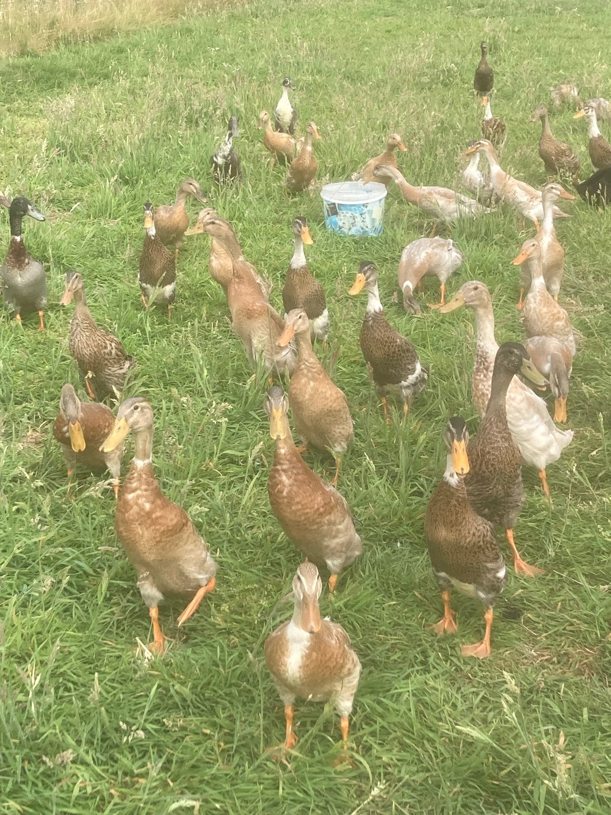 Pluimvee. Indische loopeenden.        Diversen kleuren., Meerdere dieren, Eend