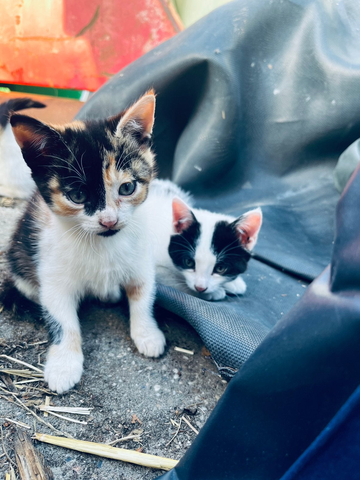 Lieve kittens, Meerdere dieren