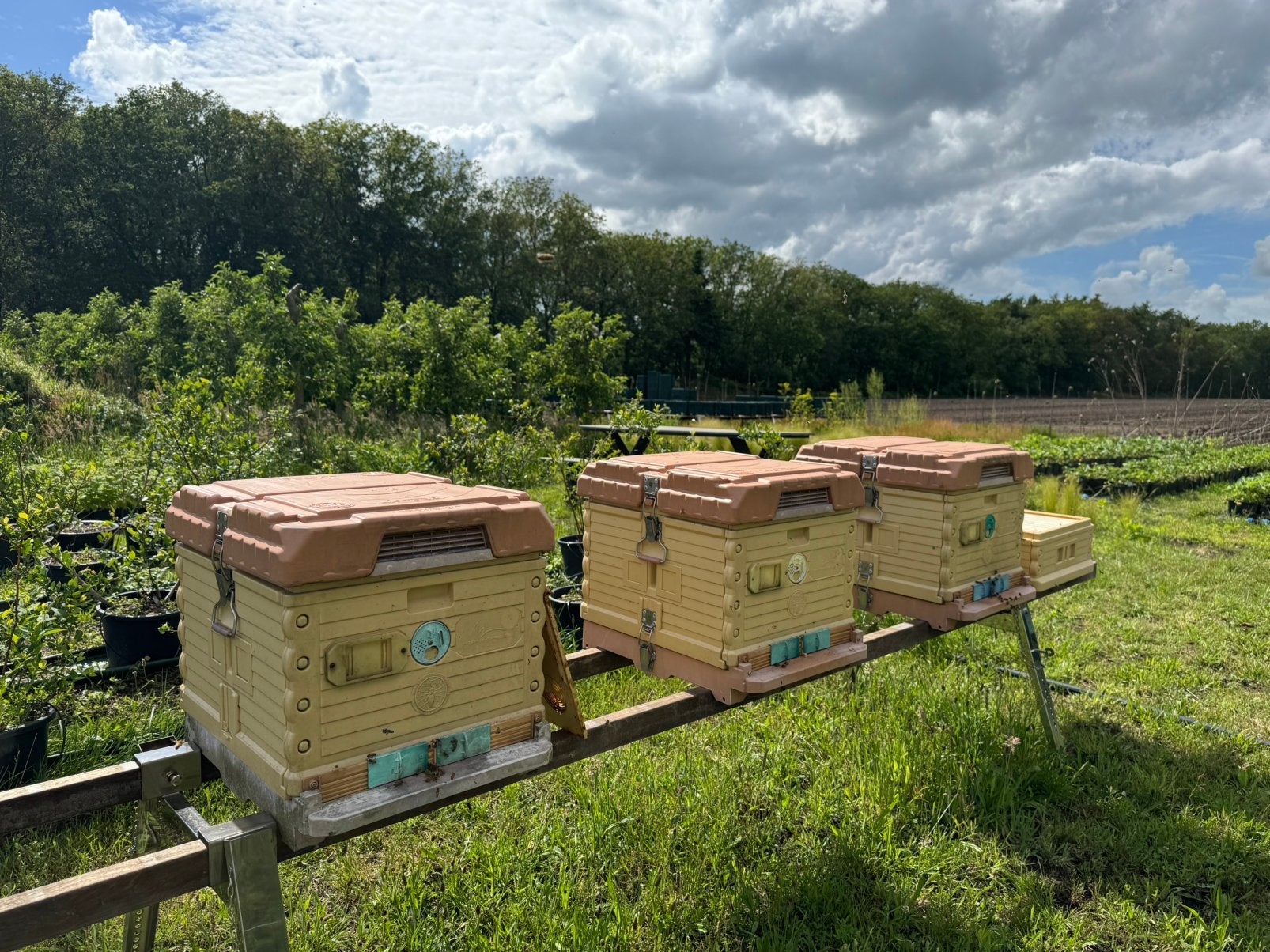 3x Bijenvolk + Apimaye kast, Dieren en Toebehoren, Insecten en Spinnen, Bijen