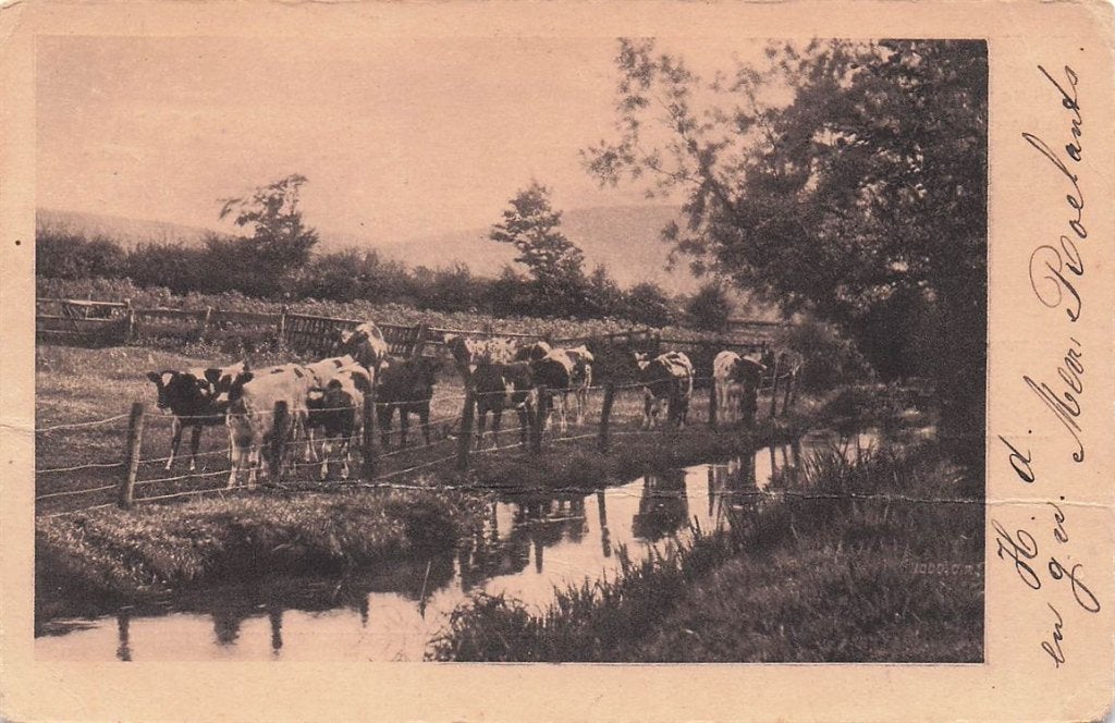 702-328-009 Koeien, Verzenden, Voor 1920, Gelderland