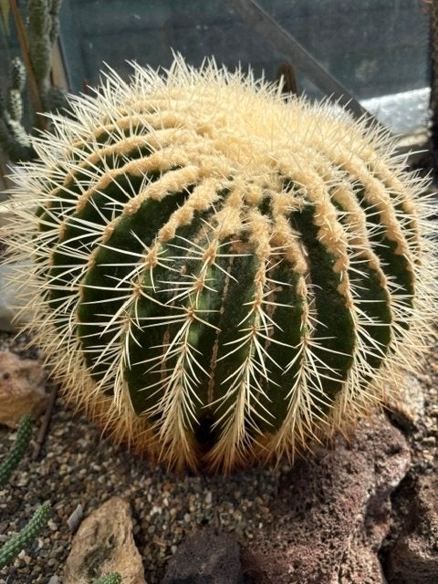 Schoonmoedersstoel cactus, Echinocactus grusonii, 30 cm, Ophalen, Cactus, Volle zon, Minder dan 100 cm