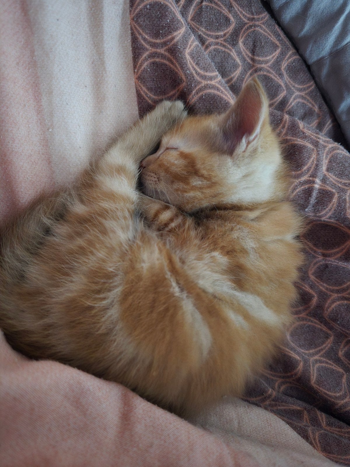 ️ Twee lieve kittens zoeken samen een gouden mandje! ️, Dieren en Toebehoren, Meerdere dieren, 0 tot 2 jaar