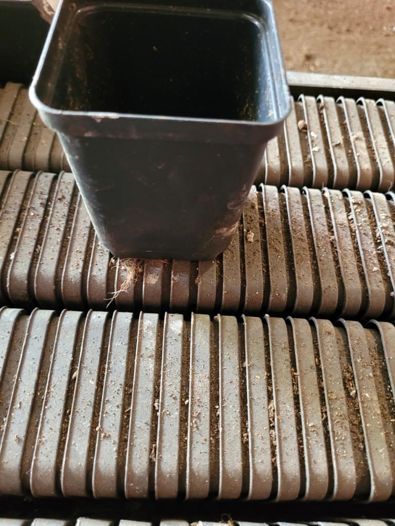 P7 Kweekpotjes - 600 stuks in 1 kist, Tuin en Terras, Bloembakken en Plantenbakken, Gebruikt, Kunststof, Tuin, Minder dan 30 cm