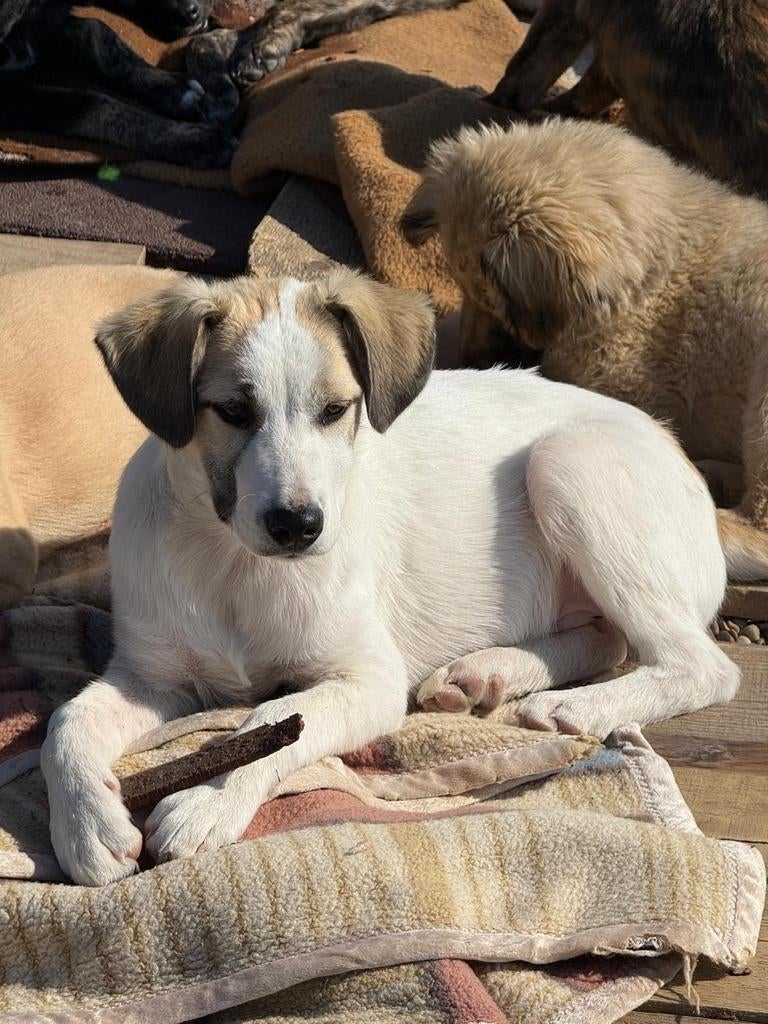Puppys 4-6 maanden adoptie herplaatser, Dieren en Toebehoren, Honden | Niet-rashonden, Particulier, 15 weken tot 1 jaar, Buitenland