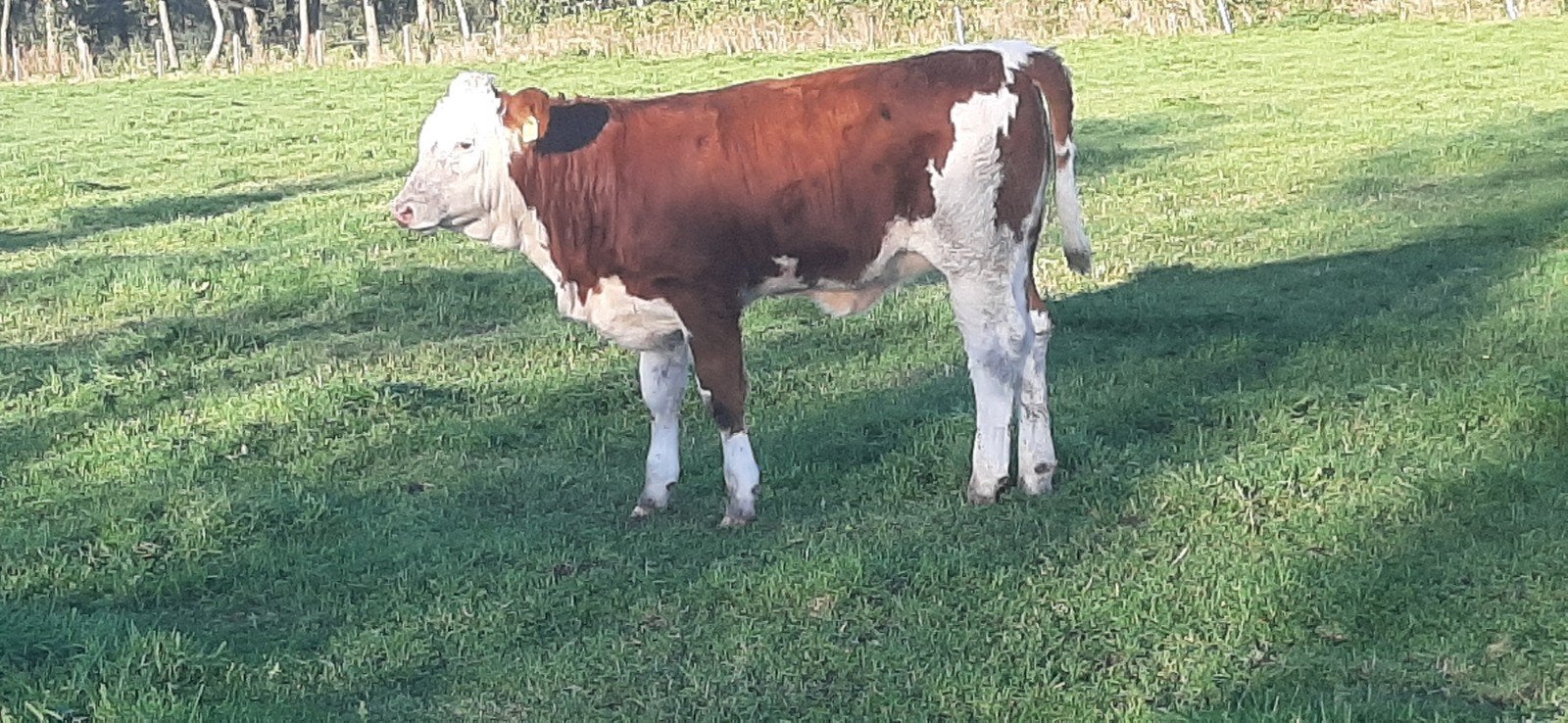 2  beste zuivere fleckvieh pinkjes!, Dieren en Toebehoren, Vrouwelijk