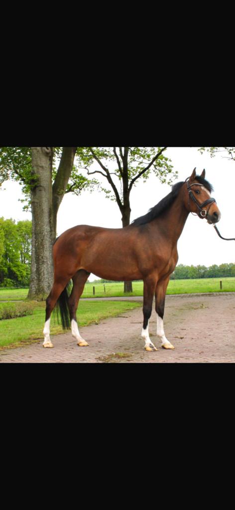 Lieve en knappe E pony ruin, Ruin, B, 7 tot 10 jaar