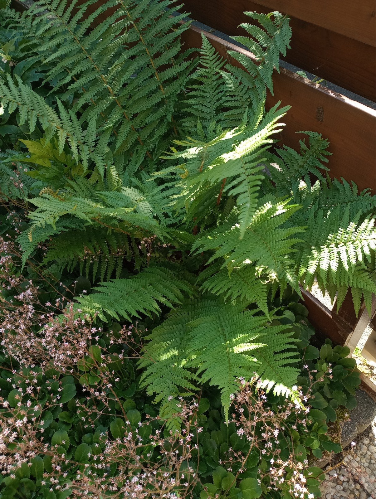 Tuin varen, Vaste plant, Bloeit niet, Halfschaduw, Ophalen