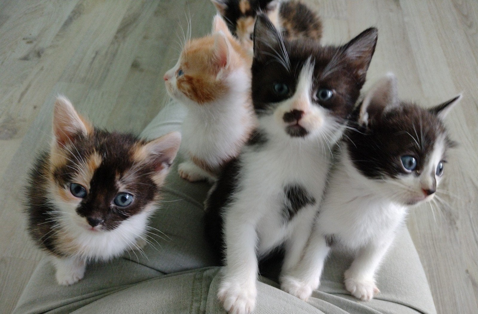 kittens 9 weken oud 2 lapjes 2 zwart/wit en 1 rood, Meerdere dieren, Ontwormd, 0 tot 2 jaar
