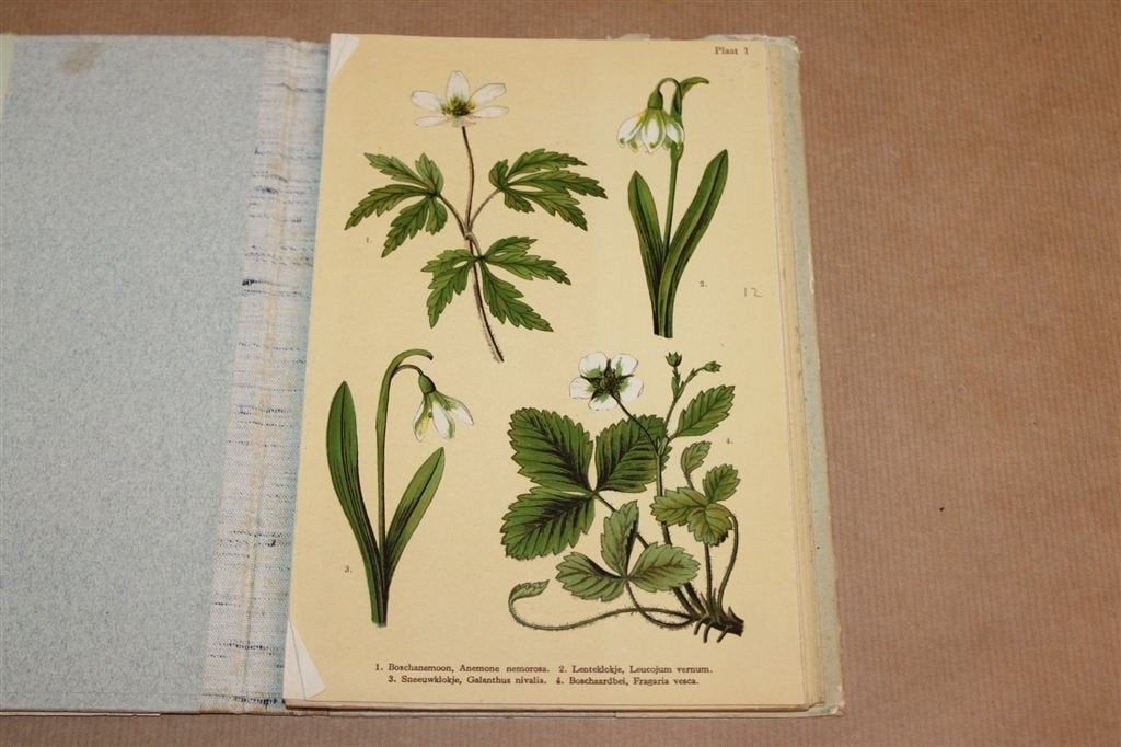 Lentebloemen — Leporello met 40 Botanische Platen 1939, Ophalen of Verzenden, Gelezen, Bloemen, Planten en Bomen