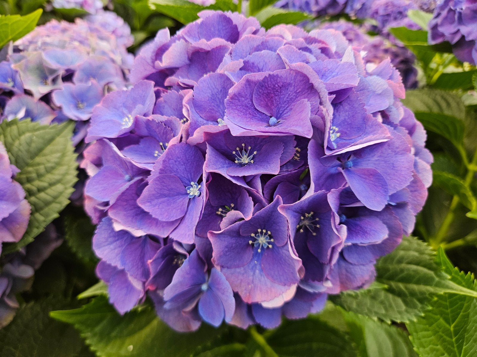 Hortensia, lila/roze, 10 ltr pot, Vaste plant, Halfschaduw, Zomer, Ophalen