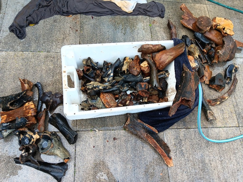 Mammoet fossiel bot kies tand noordzee, Verzamelen, Mineralen en Fossielen, Ophalen, Fossiel