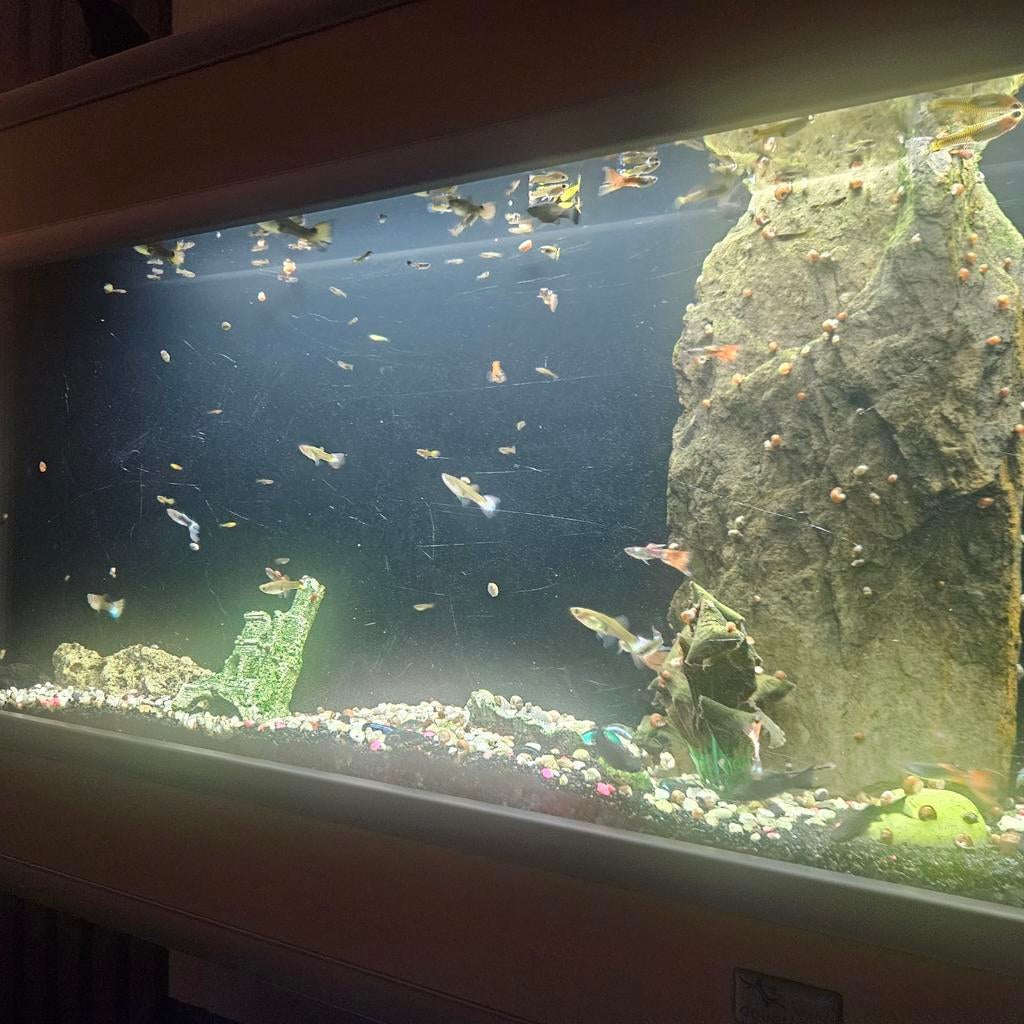 Vissen&slakken, Dieren en Toebehoren, Ophalen of Verzenden