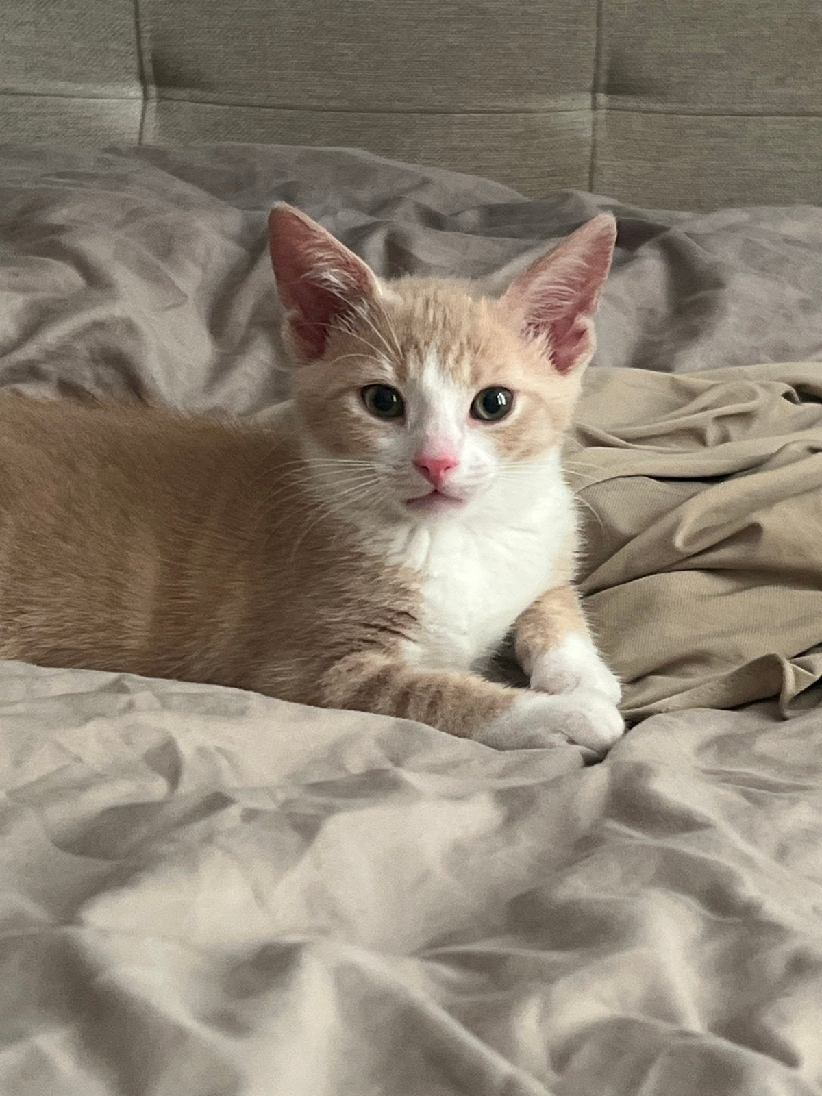 2 europeese korthaar kittens poes, Dieren en Toebehoren, Poes