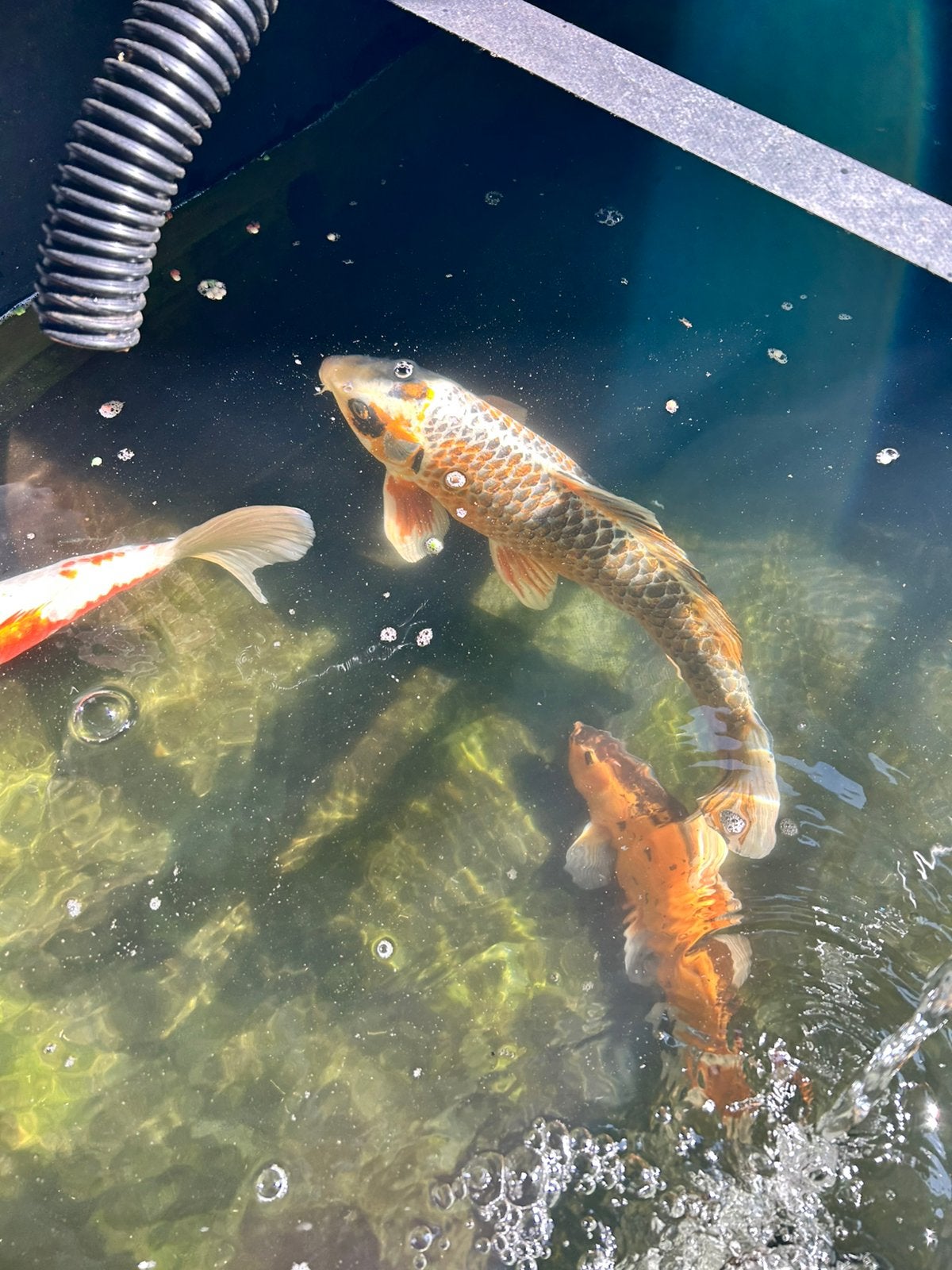 Hariwake koi 35-40cm, Karper of Koi