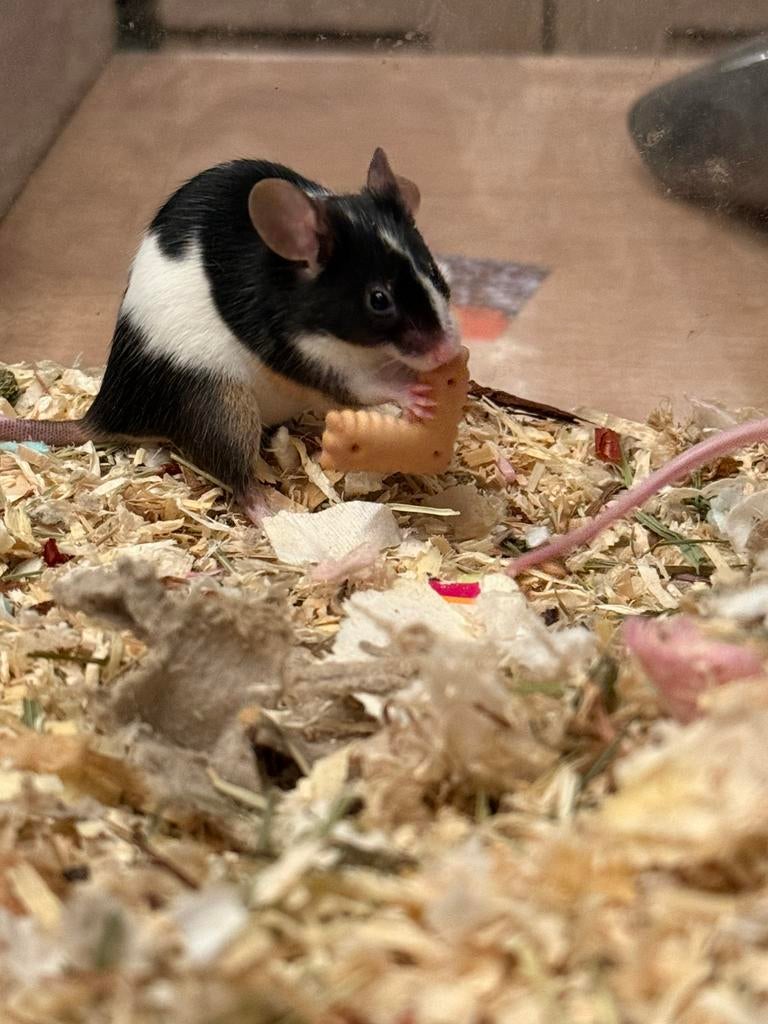 Jonge kleurmuizen. GEEN SLANGENVOER, Muis, Januari, Meerdere dieren, Tam