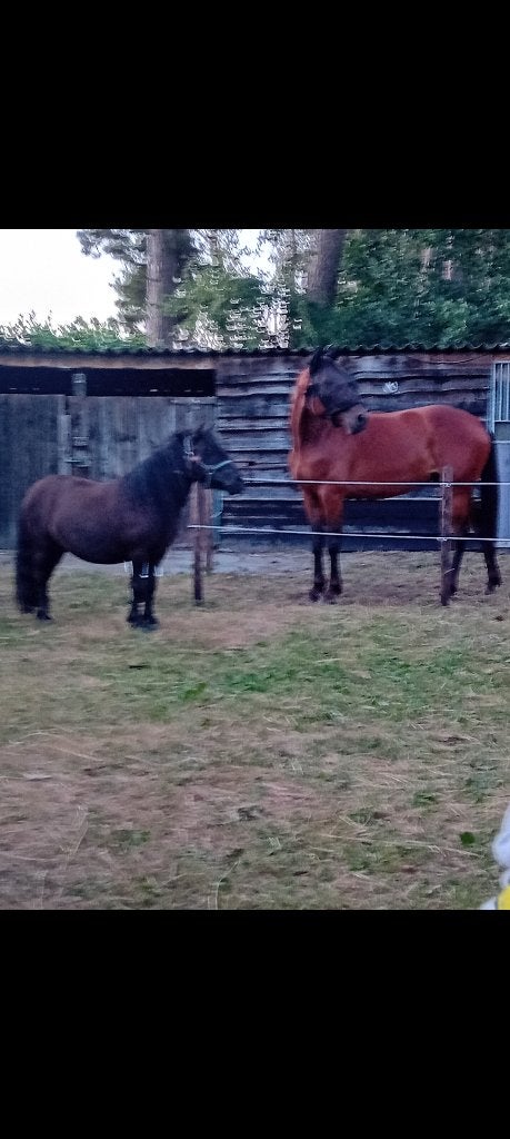 Verzorg pony, Ophalen of Verzenden