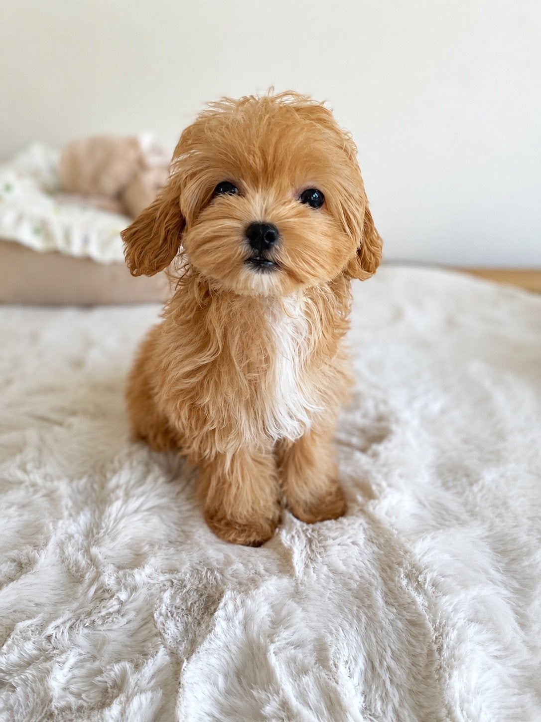 Exclusieve Maltipoo F1 pup (Maltezer / Asian Toy Poedel), Dieren en Toebehoren, Overige rassen, 8 tot 15 weken, Parvo, Meerdere