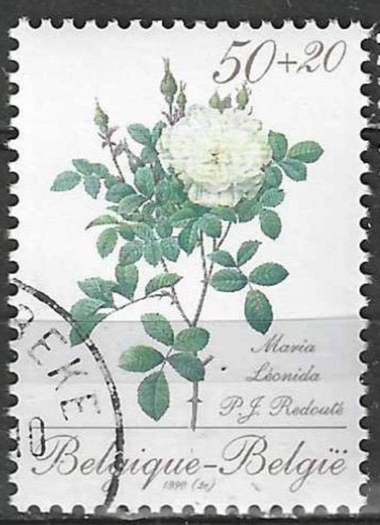 Belgie 1990 - Yvert/OBP 2356 - Flora - Rozen. (ST), Verzenden, Gestempeld