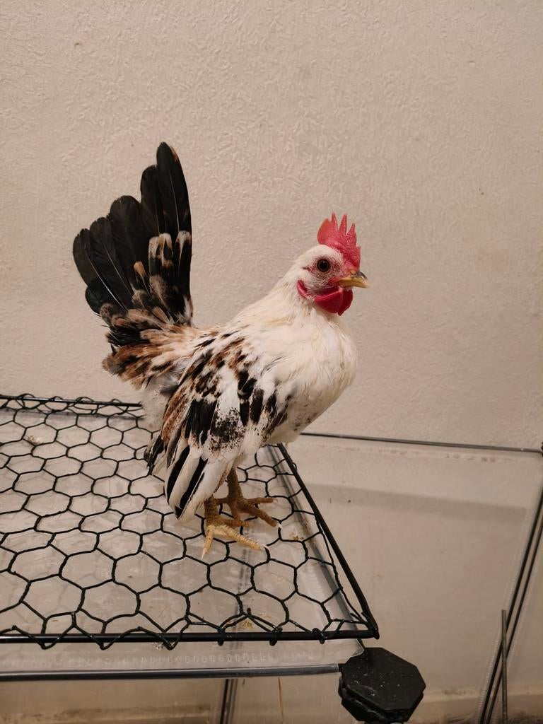 Serama haantje, Dieren en Toebehoren, Pluimvee, Mannelijk, Kip