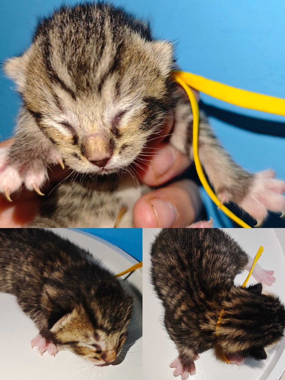 3 prachtige kittens, Dieren en Toebehoren, Katten en Kittens | Overige Katten
