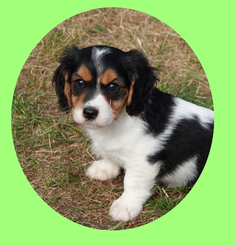 Maltezer x Cavalier K.C.S.                  (outcross), Parvo, Maltezer, Nederland, 8 tot 15 weken