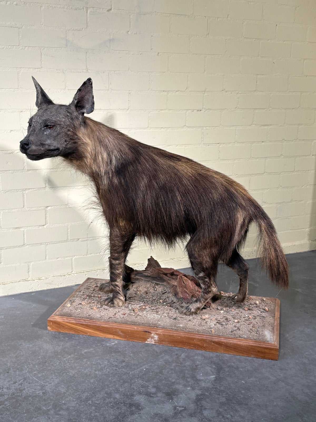 Opgezette hyena, Verzamelen, Ophalen