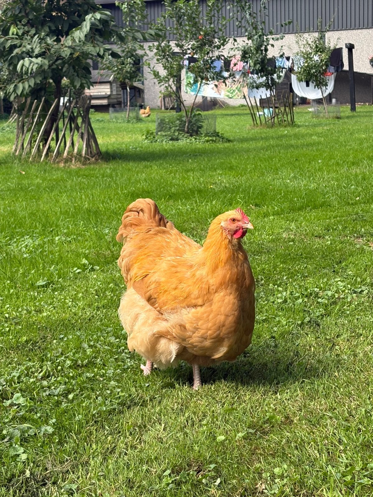 Jonge orpington haan, Dieren en Toebehoren, Pluimvee, Mannelijk, Kip