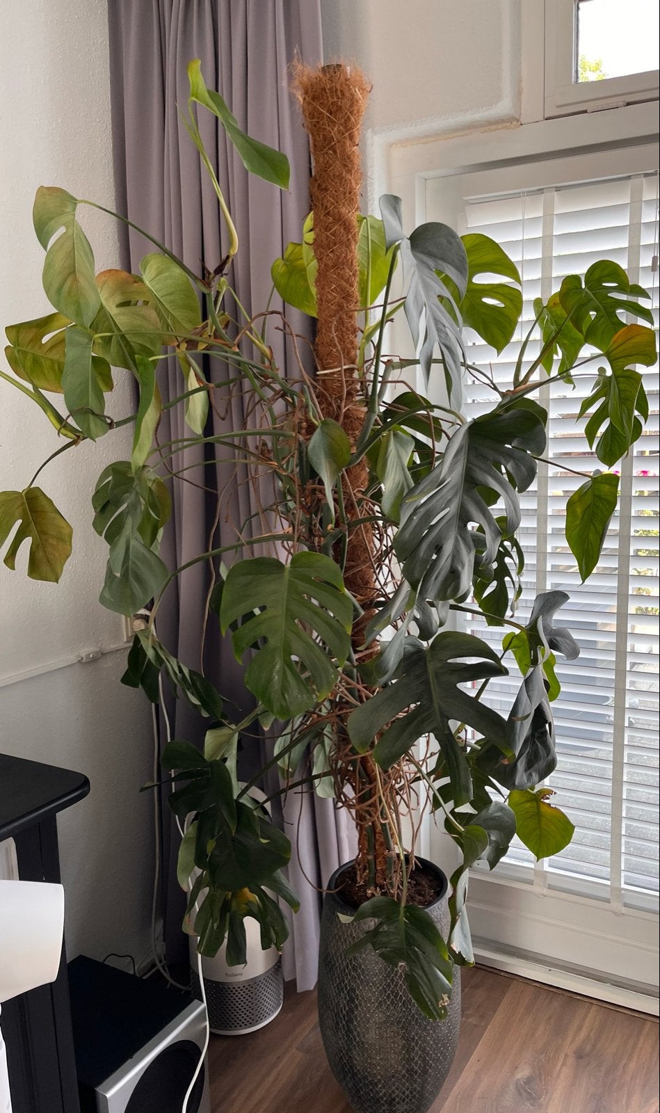 Grote Monstera Deliciosa met mosstok 150cm v.a bovenkant pot, Ophalen, Overige soorten, Halfschaduw, In pot