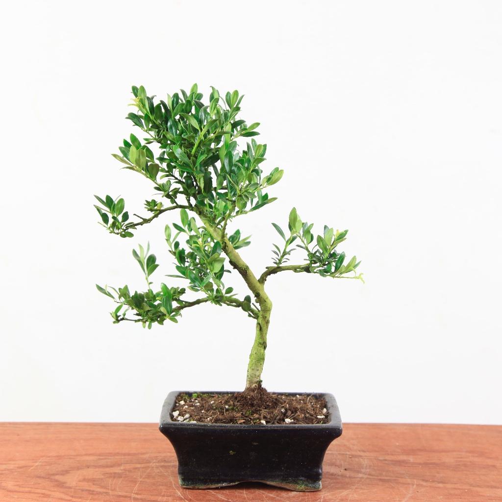 Bonsai Ilex crenata, Tuin en Terras, Planten | Bomen, Overige soorten, Minder dan 100 cm, Halfschaduw, Lente, In pot, Ophalen