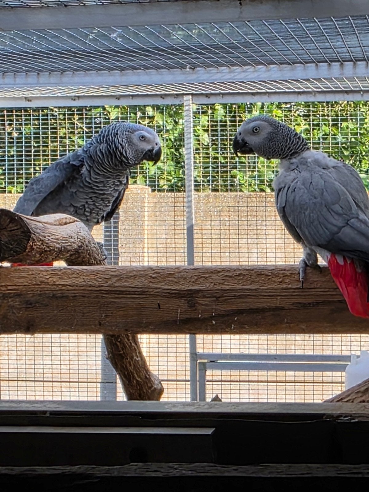 bewezen kweekkoppel grijze roodstaart, Dieren en Toebehoren, Vogels | Parkieten en Papegaaien, Meerdere dieren, Papegaai, Tam