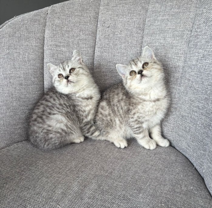 Britse Korthaar kittens (katers), Kater, Ontwormd, 0 tot 2 jaar