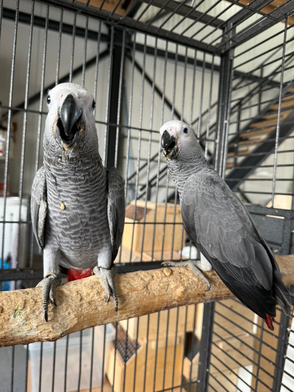 Lieve jonge tamme grijze roodstaart papegaaien, Meerdere dieren, Papegaai, Pratend