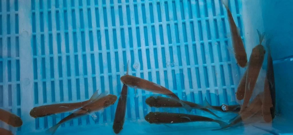 GRASKARPER 10-12 CM €6.95, Dieren en Toebehoren, Vissen | Vijvervissen, Karper of Koi
