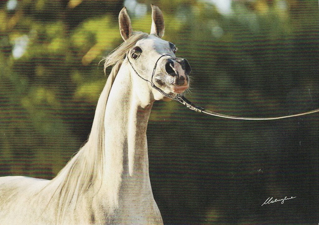 TM LA Fenice TM Laguna TM Aikor 516, Verzamelen, Ophalen of Verzenden, 1980 tot heden, Ongelopen, Paard