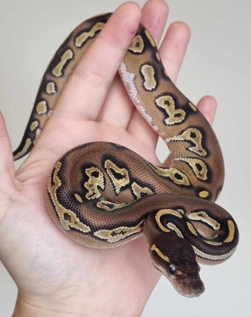 0.1 black head mojave (meer) 66% het dreamsicle Ball Python - female for sale from Snakesnballoons