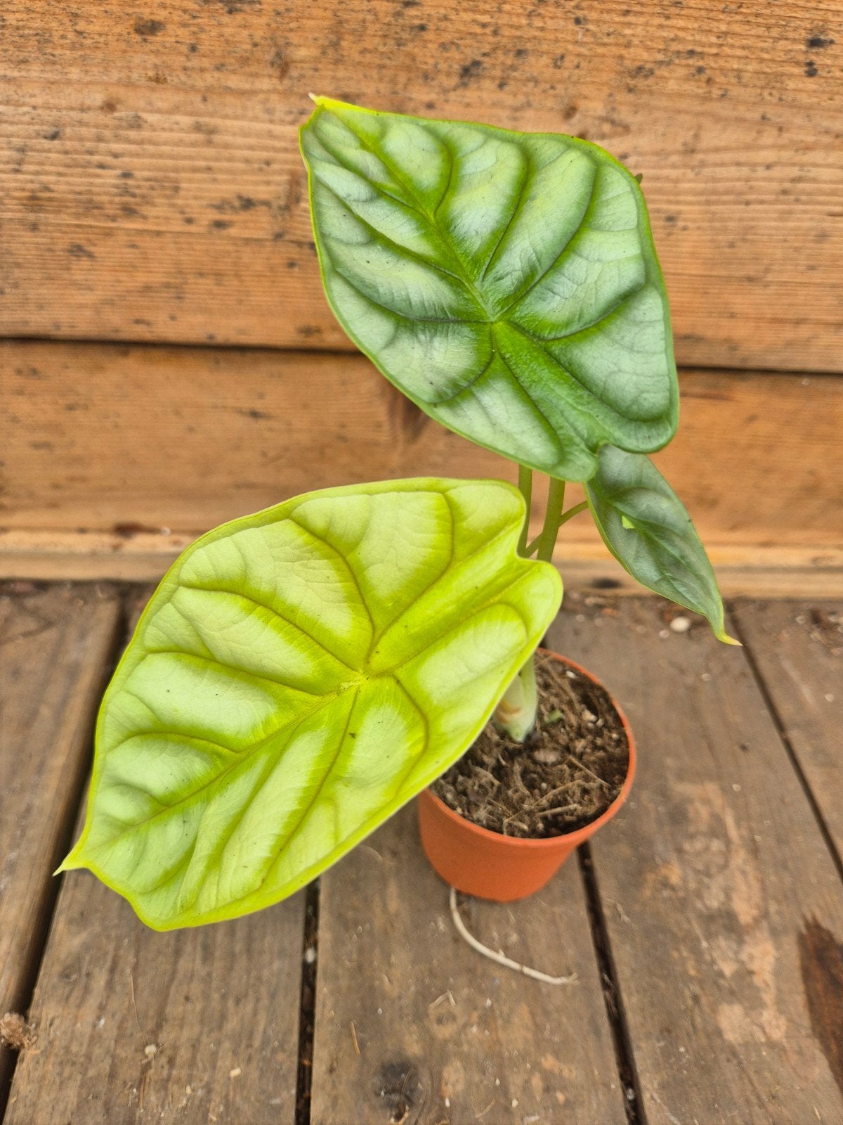 Alocasia Dragon Gold p7 (1), Huis en Inrichting, Kamerplanten, Ophalen of Verzenden, Halfschaduw, Minder dan 100 cm