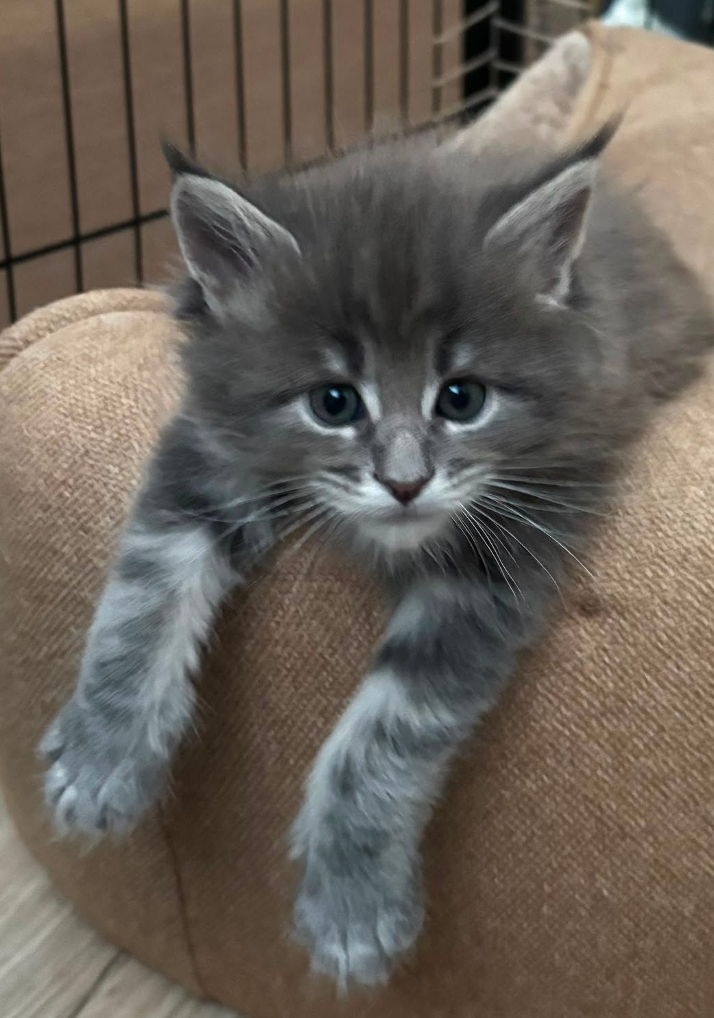 Super lieve Maine Coon kittens met stamboom, Dieren en Toebehoren, Meerdere dieren, Met stamboom