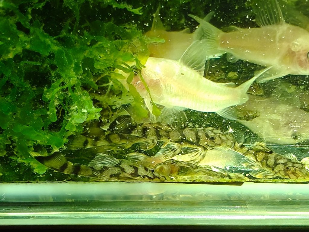 Nakweek L519 (Ancistrus sp. kiefner), Vis, Zoetwatervis
