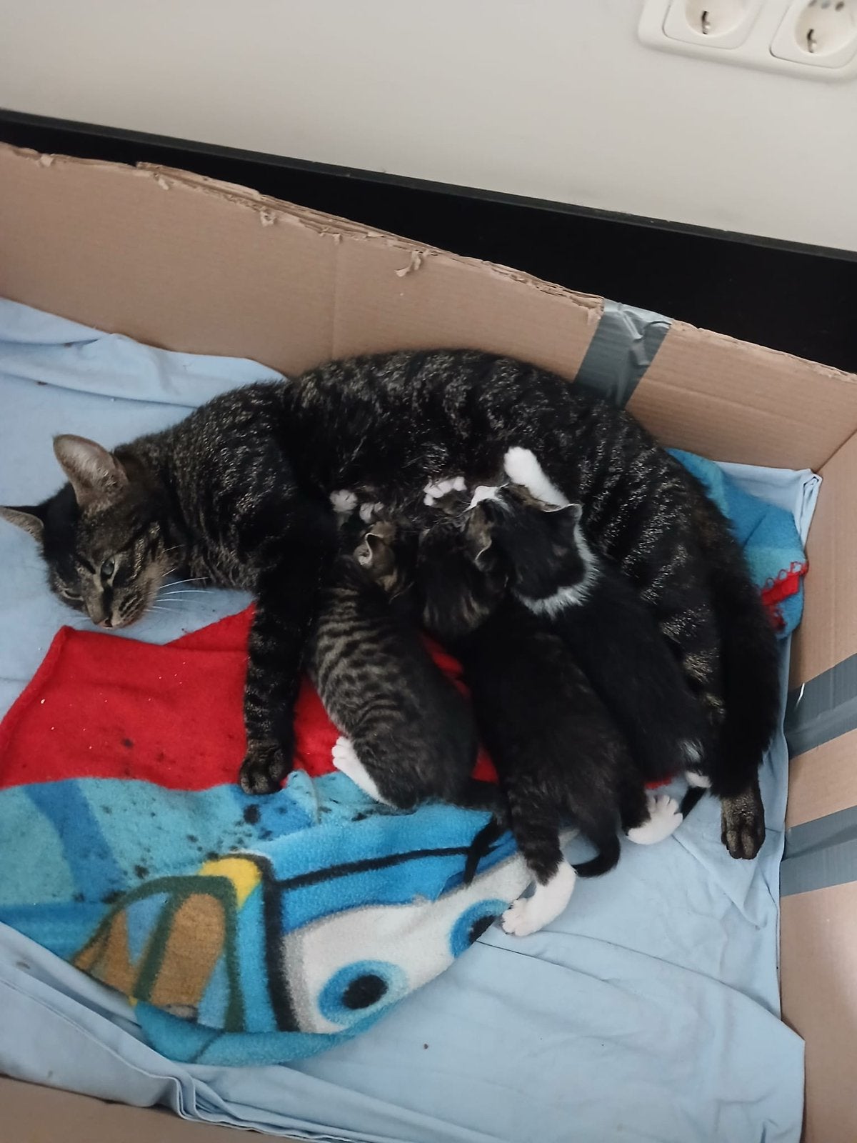 Kittens te koop, cyperse kittens.(kunnen direct mee), Meerdere dieren