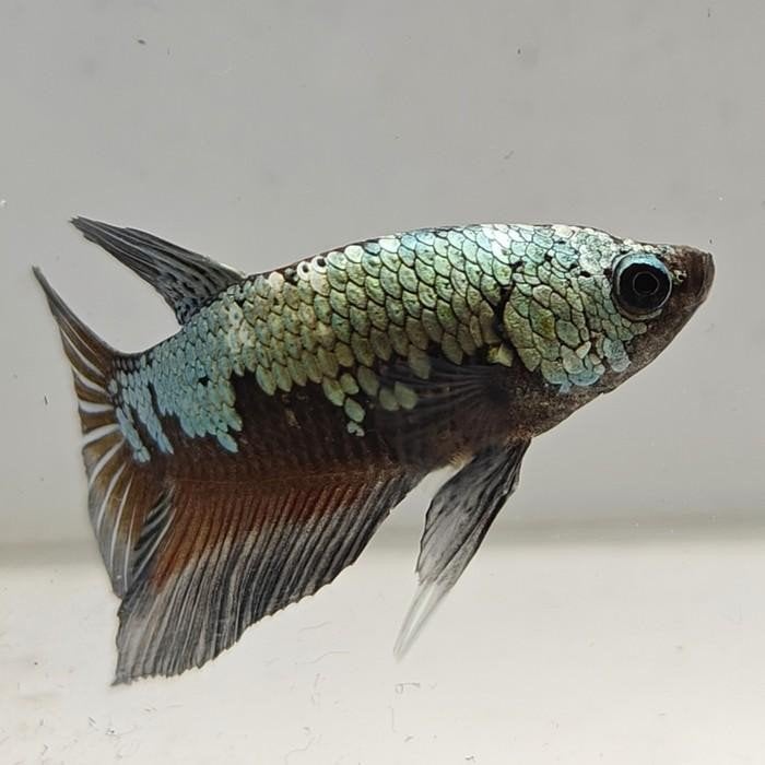 betta splendens man 10