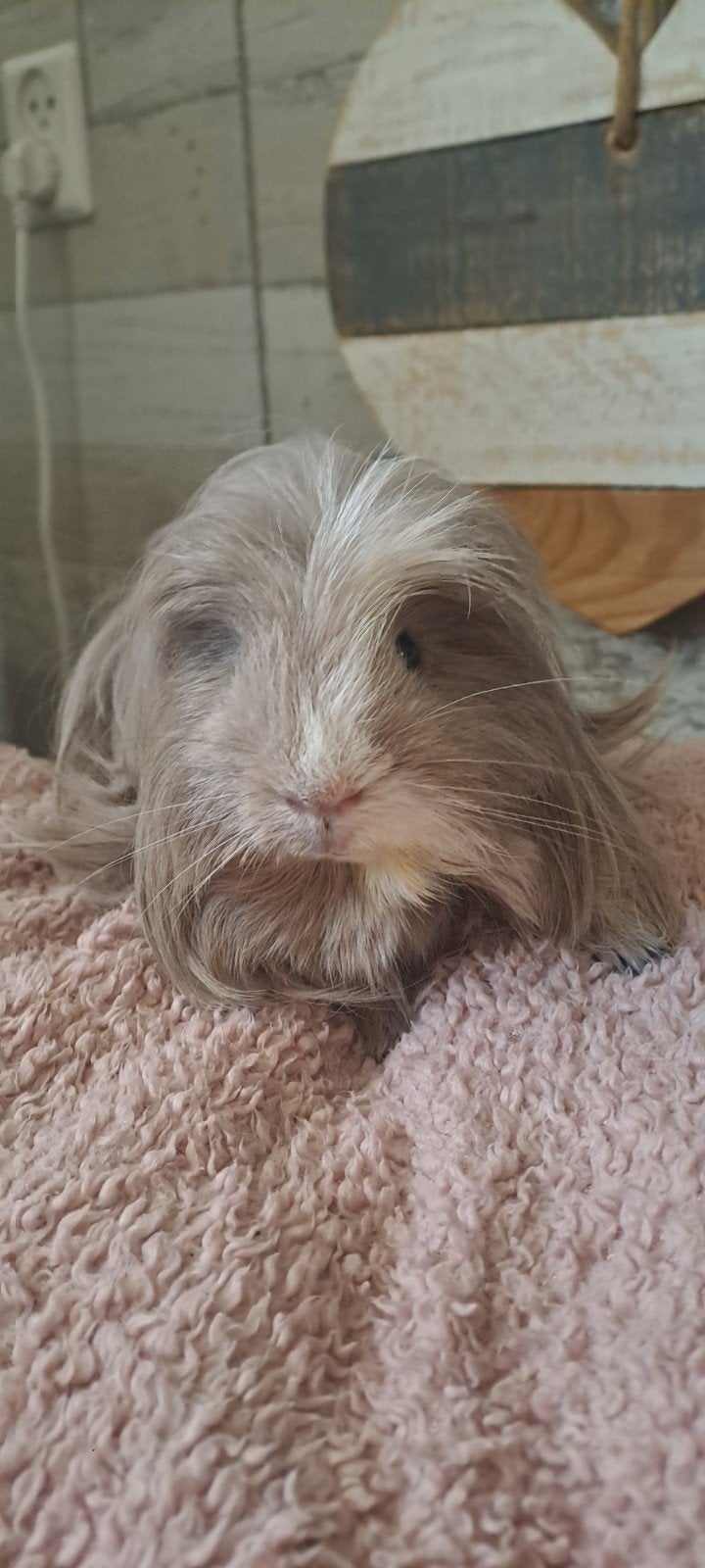 Lieve slate coronet cavia 7 mnd jong, December, Mannelijk, Cavia
