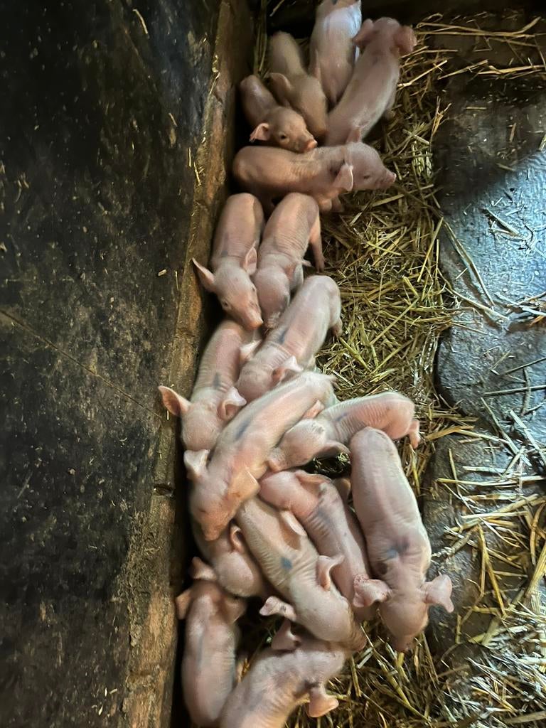 Te koop prachtige vlees biggen topigs tn duroc, Meerdere dieren, Varken, 0 tot 2 jaar