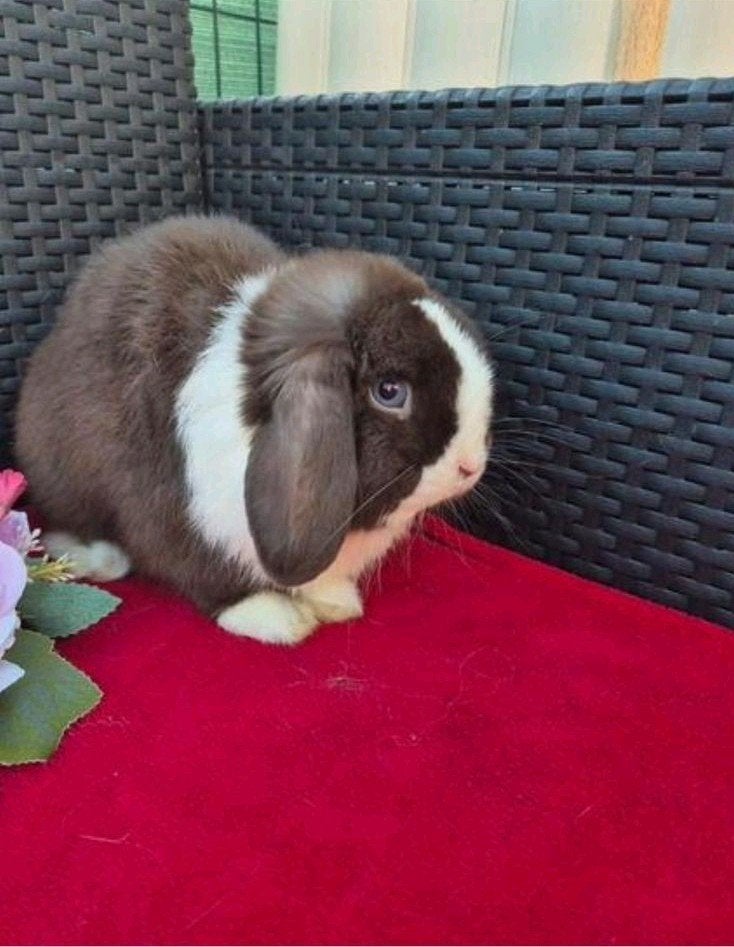 Super knappe choco split BO Minilop ram met stamboom, Dieren en Toebehoren, Konijnen, Mannelijk, Dwerg