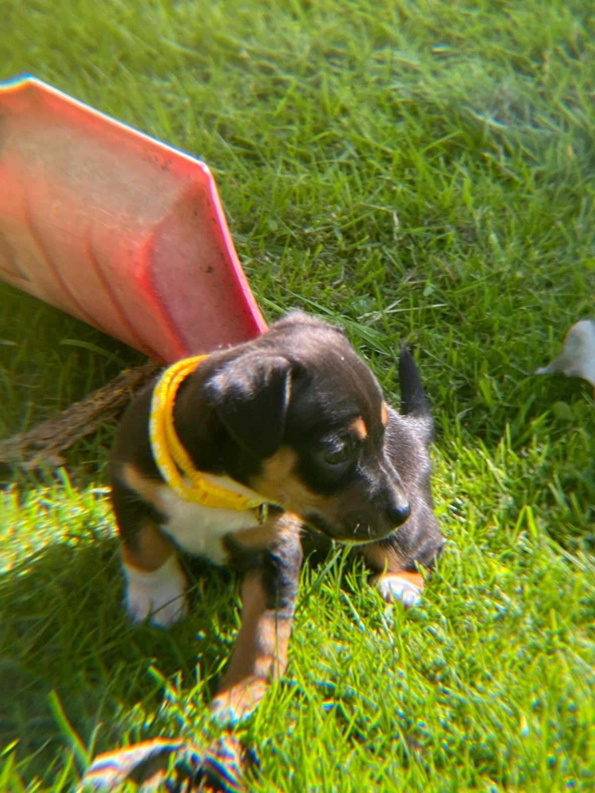 Jackrussel pups, Dieren en Toebehoren, Honden | Jack Russells en Terriërs, Jack Russell Terriër, 8 tot 15 weken, Meerdere, Meerdere dieren
